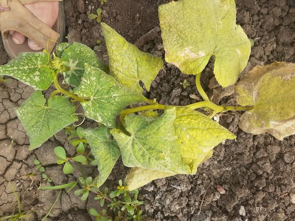 عاوز رش ضروري جدا النهارده للمرض دا